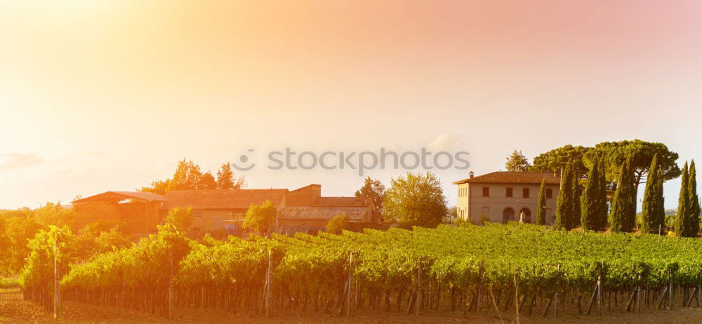 Similar – Image, Stock Photo …the spirit of wine