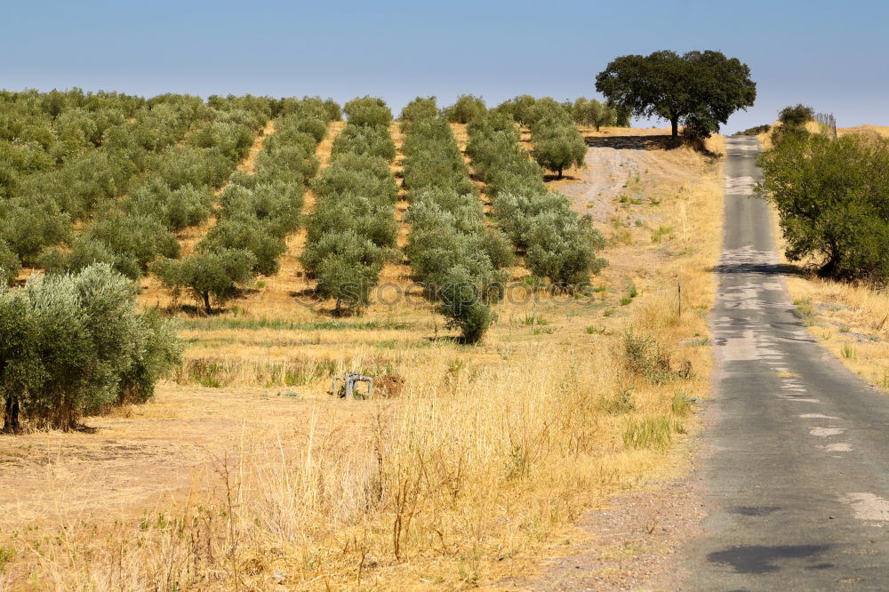 Similar – olive trees