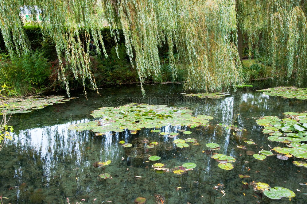 Similar – Image, Stock Photo Berggarten Hanover Green