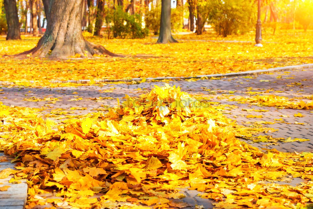 Similar – Image, Stock Photo yellow press Human being