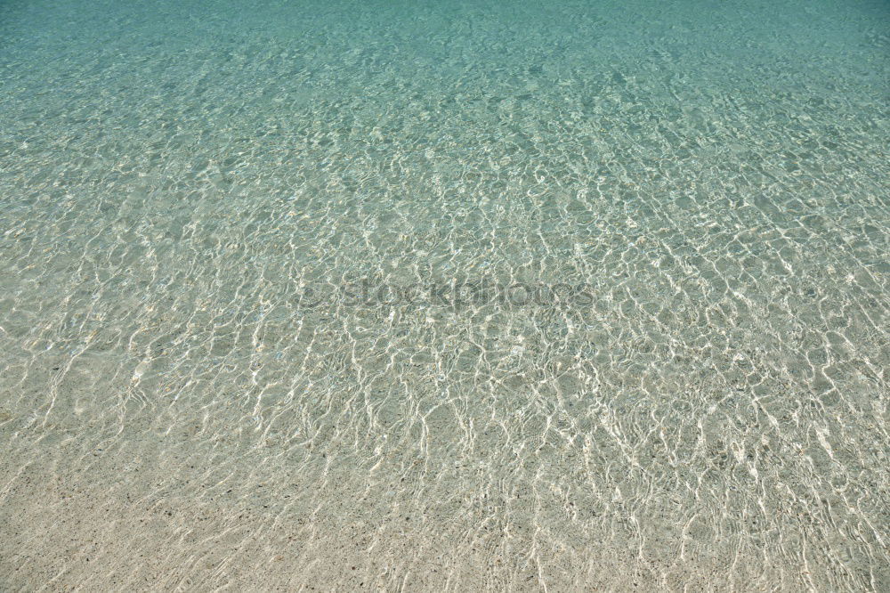 shark Beach Ocean Maldives