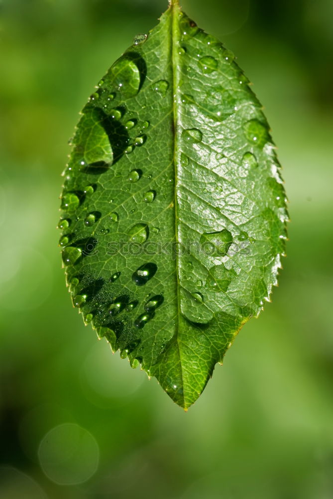 Similar – raindrops Rain Leaf Wet