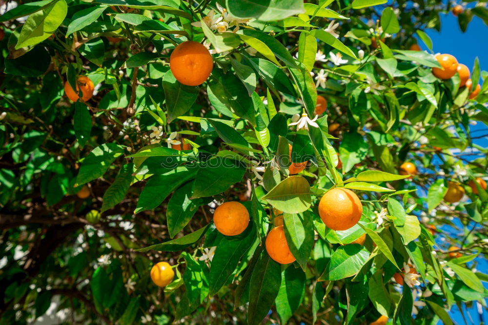 Similar – Image, Stock Photo Vitamin C tree.