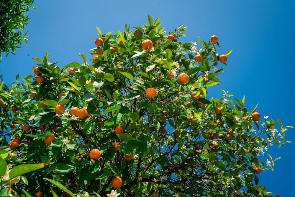 Similar – Sweet fruits Fruit Orange