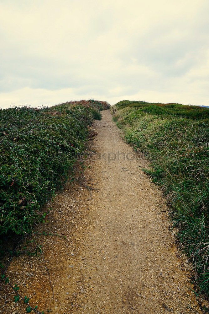 Similar – Irgendwo zwischen den Dünen.