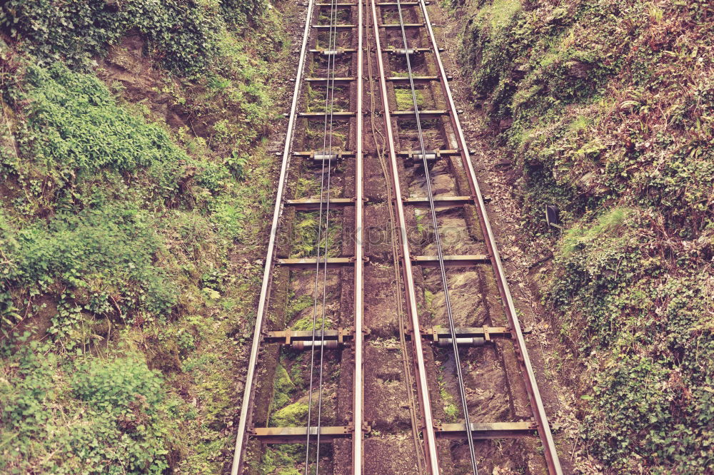 Similar – Foto Bild Einbahn durch den Dschungel