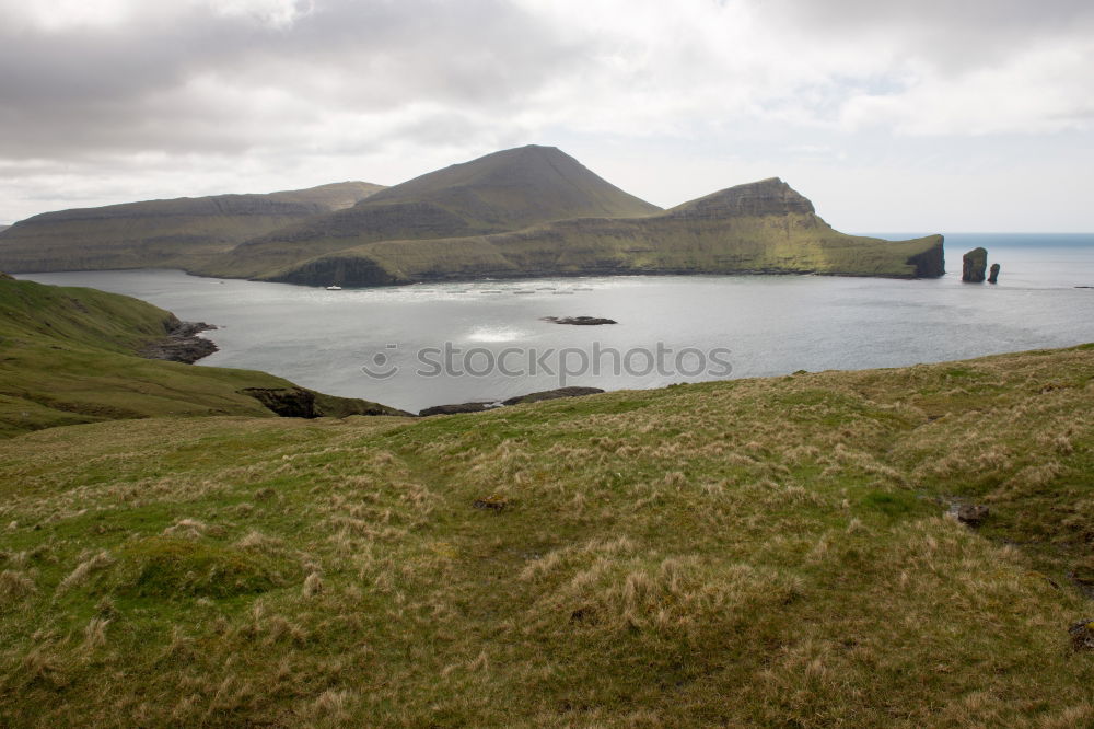 Ireland Ocean Sheep