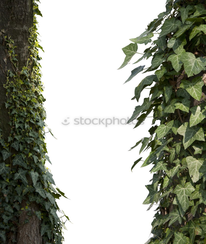 Similar – Image, Stock Photo foliage Newspaper