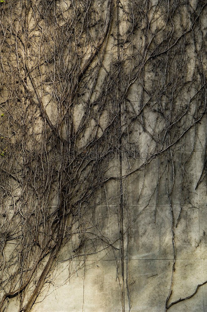 Similar – Framed tree in puddle