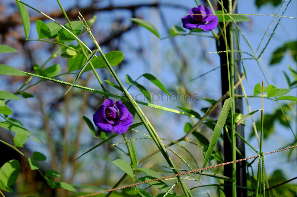 Image, Stock Photo Meadow cranesbill II