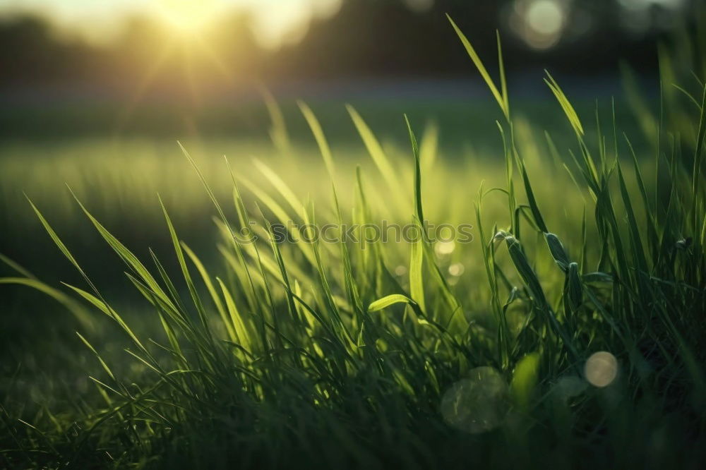 Similar – Image, Stock Photo grass wallroth Grass Lawn