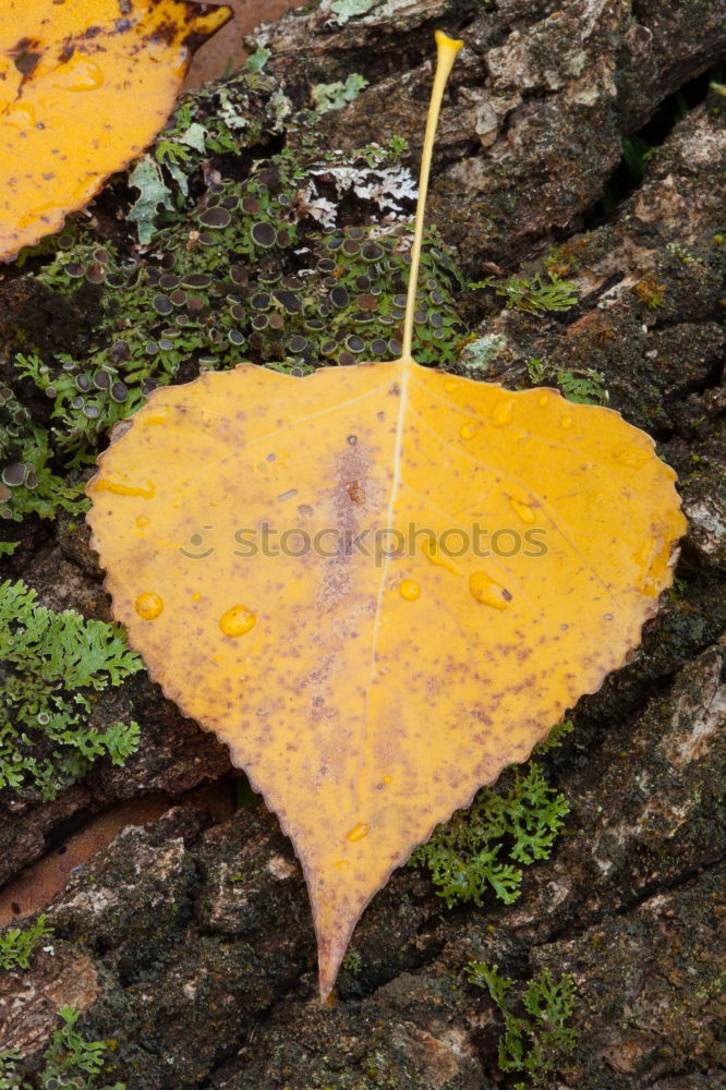 Similar – Moosteppich Blatt Pflanze