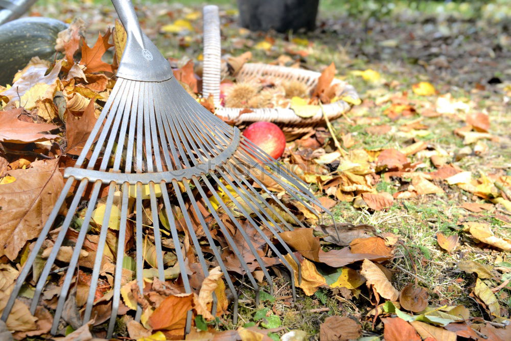 Image, Stock Photo Wheelbarrow with leaves in autumn