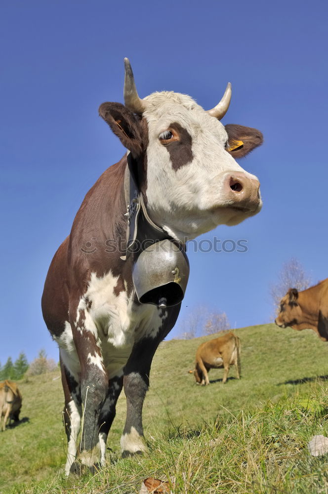 Allgäu cow Cow Summer