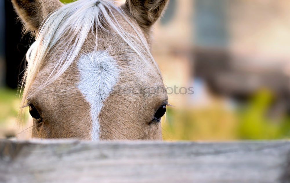 Similar – Image, Stock Photo Icelandpony looks over fence