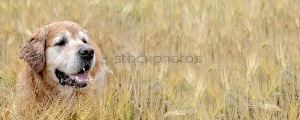 Image, Stock Photo Give Paw! Playing Park