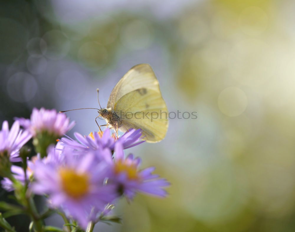 Similar – insect Nature Plant Animal