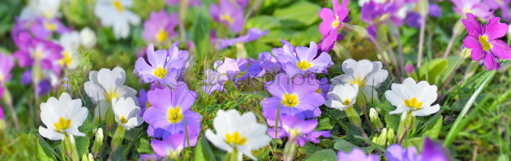 Similar – Image, Stock Photo sun seeking bullets Flower