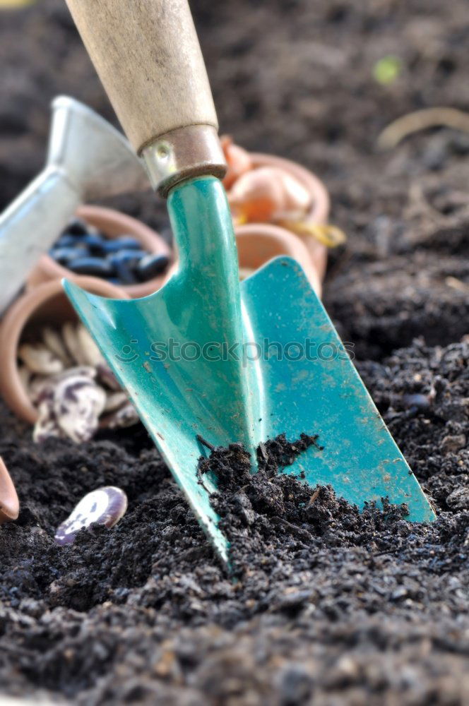 Similar – Planting potatoes