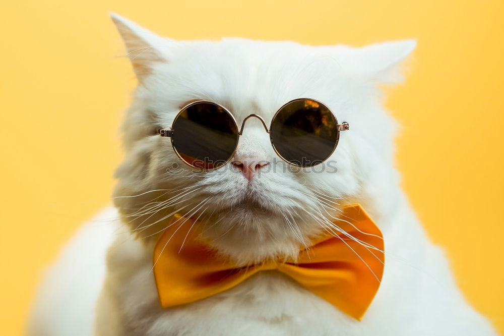 Similar – coole Katze mit Sonnenbrille