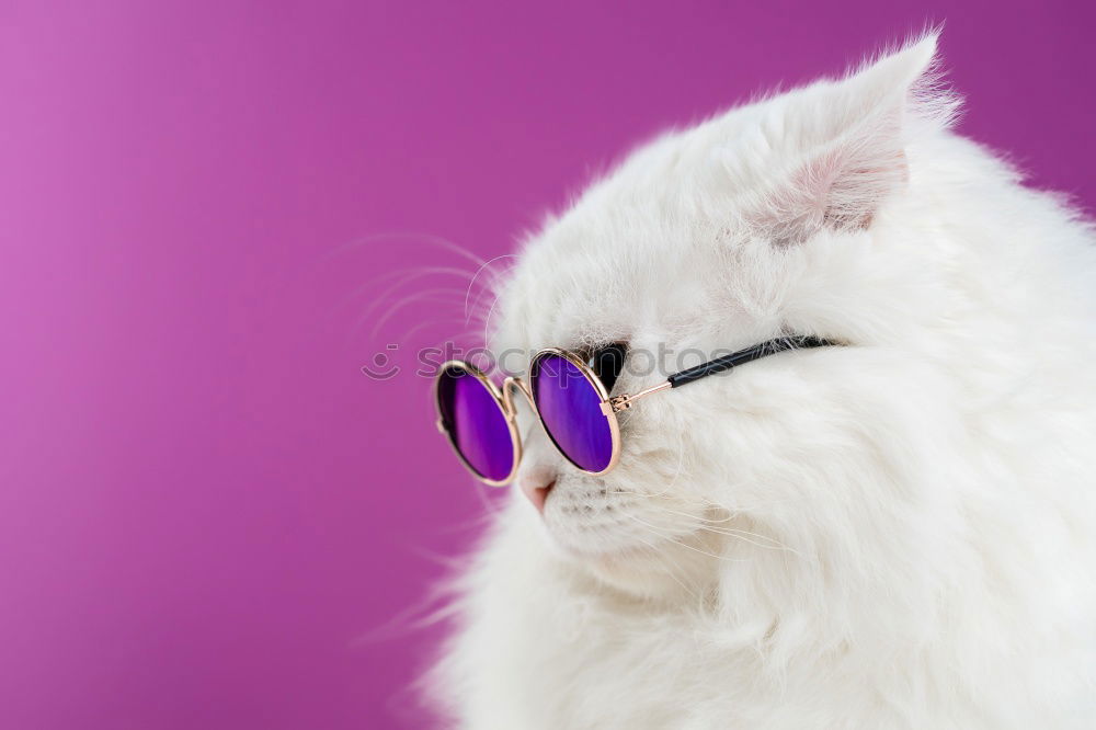 Similar – Image, Stock Photo Close portrait of white furry cat in fashion sunglasses. Studio photo. Luxurious domestic kitty in glasses poses on pink background wall