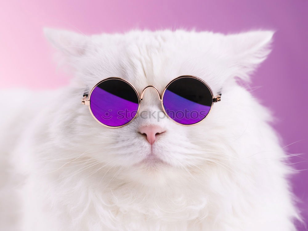 Similar – coole Katze mit Sonnenbrille