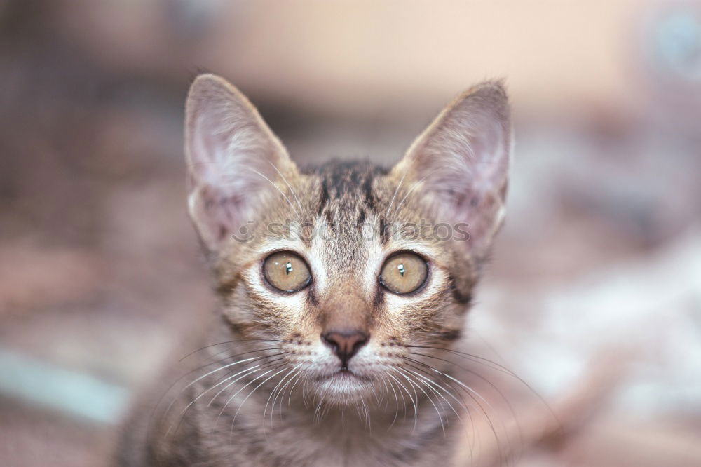 A Bengal Kitten looking under a sofa