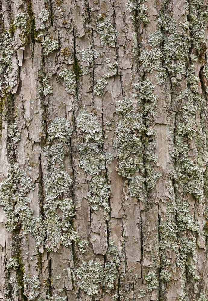 Similar – Image, Stock Photo Swedish birch grove