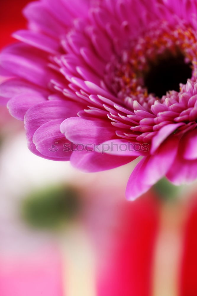 Similar – Image, Stock Photo flower power pink flower