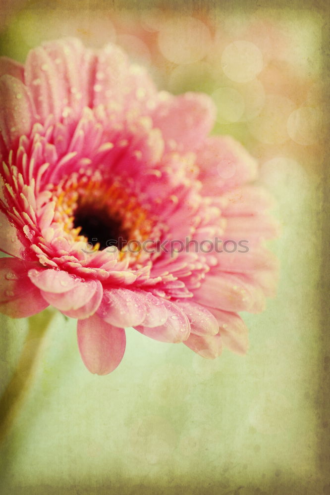 Similar – Image, Stock Photo lampions Autumn Flower