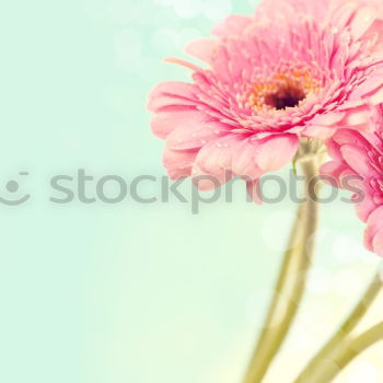 Similar – Image, Stock Photo White Gerbera Blum on blue background