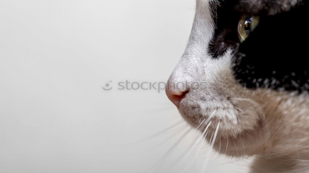 Image, Stock Photo cat wash Lifestyle Joy