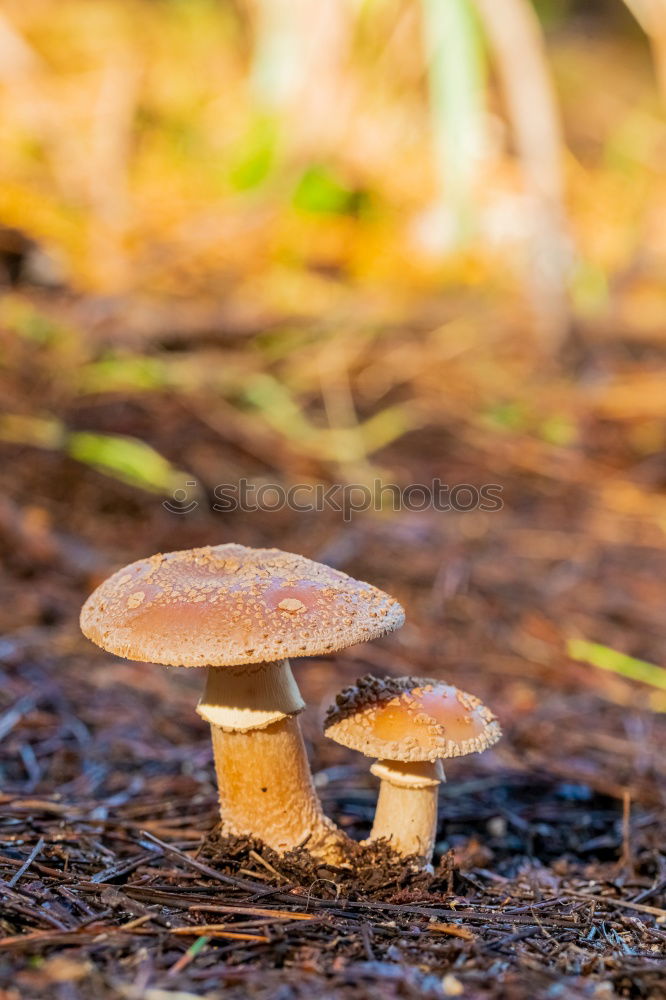 Similar – Young umbrella mushroom.. It’s like a 1.