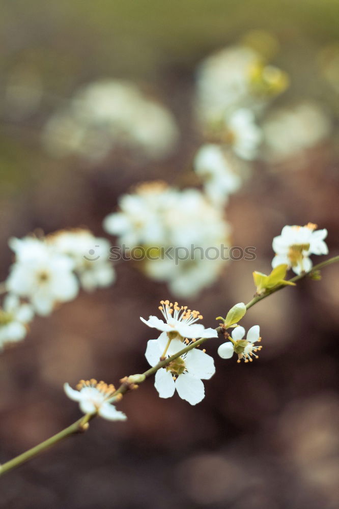 Similar – Image, Stock Photo flowers Blossoming Flower