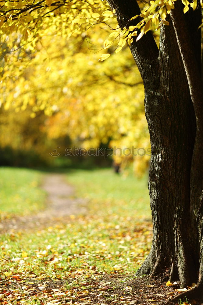 Similar – Autumn in Hyde Park, London.