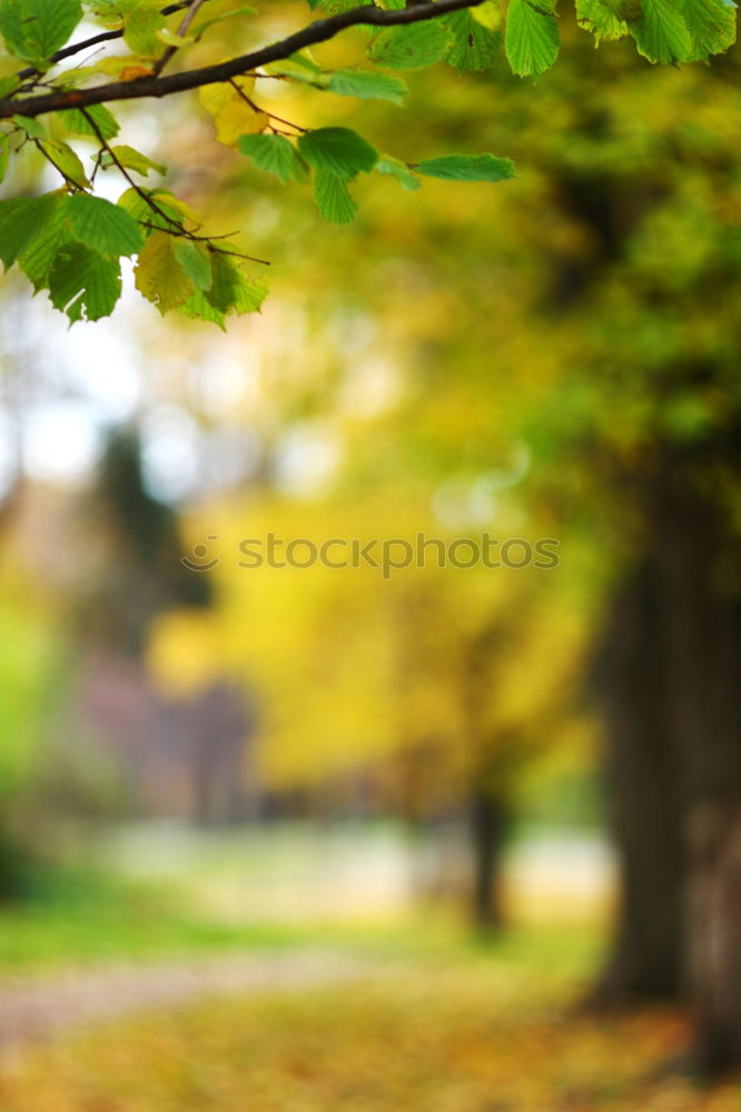 Similar – Autumn in Hyde Park, London.