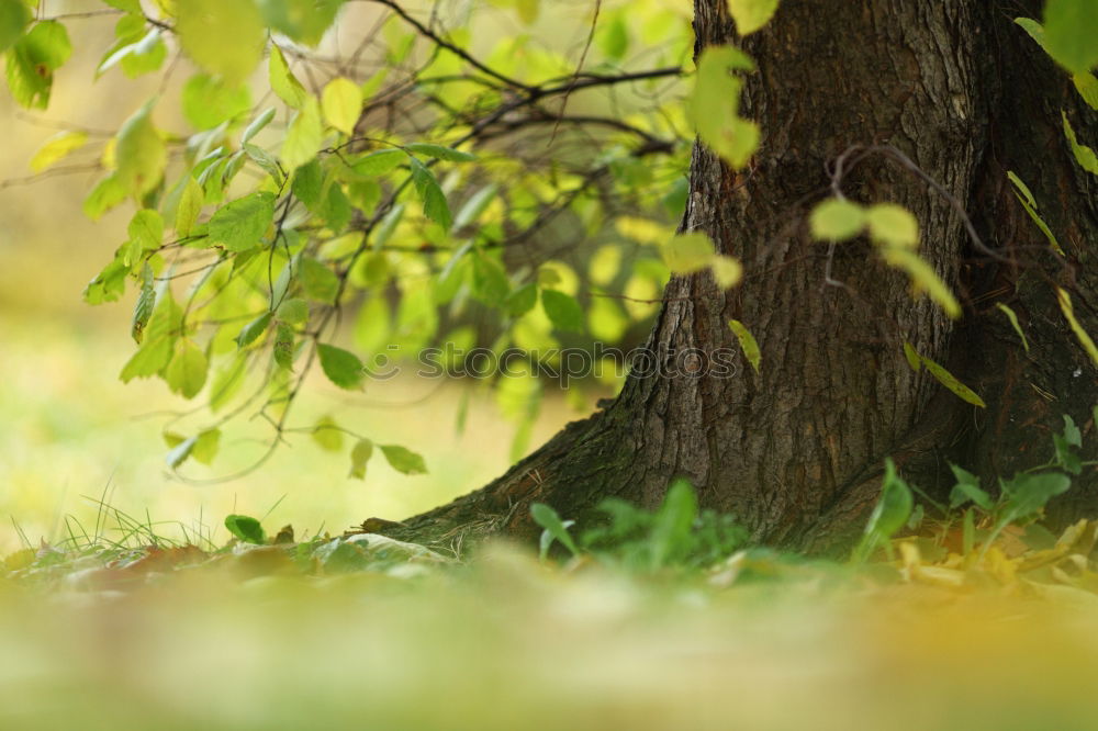 Similar – Image, Stock Photo lonely green Nature Plant