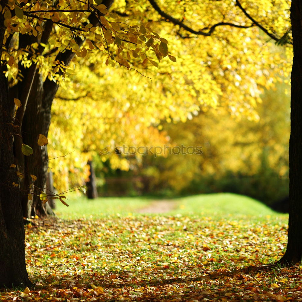 Similar – Foto Bild es wird Herbst schön Baum