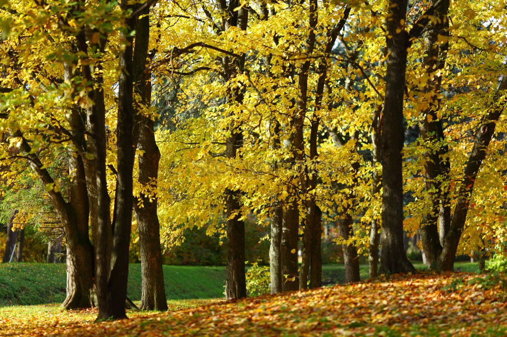 Similar – Image, Stock Photo Avenue in autumn in the Küchwald, Chemnitz