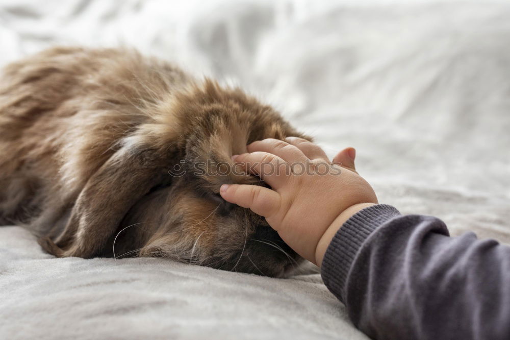 Similar – Image, Stock Photo Who killed the rabbit? 1