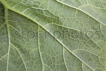 Similar – Image, Stock Photo Season vegetables