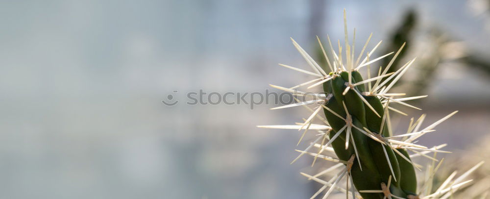 Similar – Foto Bild gestochen scharf Kaktus