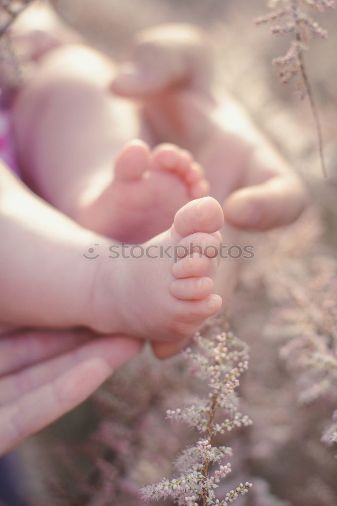 Similar – Image, Stock Photo Picking lavenders