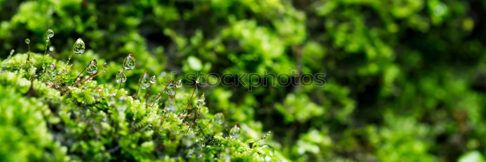 Similar – Image, Stock Photo grass Plant Grass Park