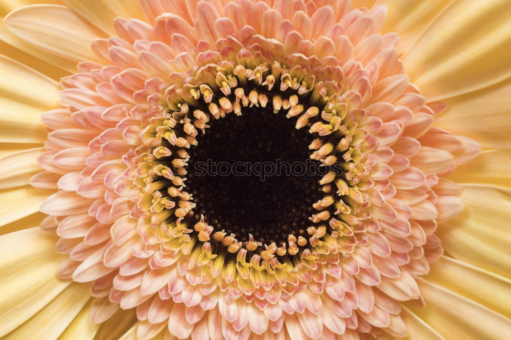 Similar – Image, Stock Photo s p i k y Flower Blossom