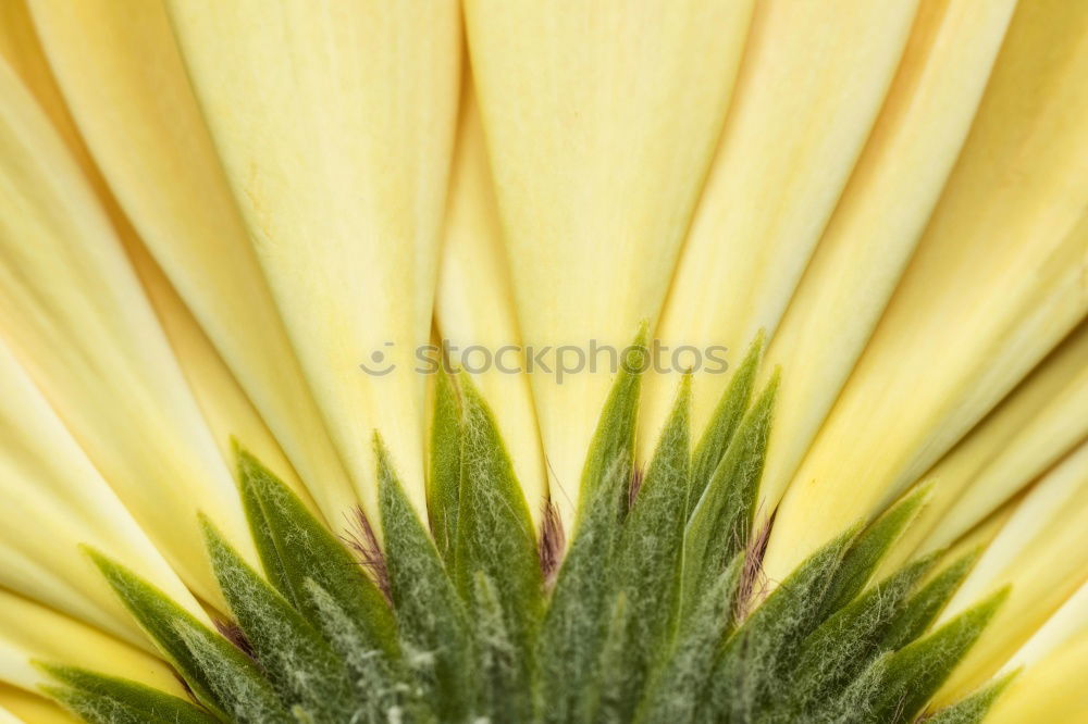 Image, Stock Photo plant Propagation Plant