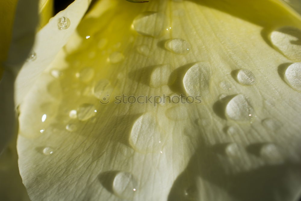 Similar – Image, Stock Photo Water drops Nature Plant