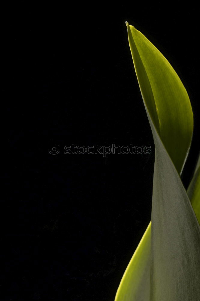 Similar – Image, Stock Photo Poppy seed Welsh poppy