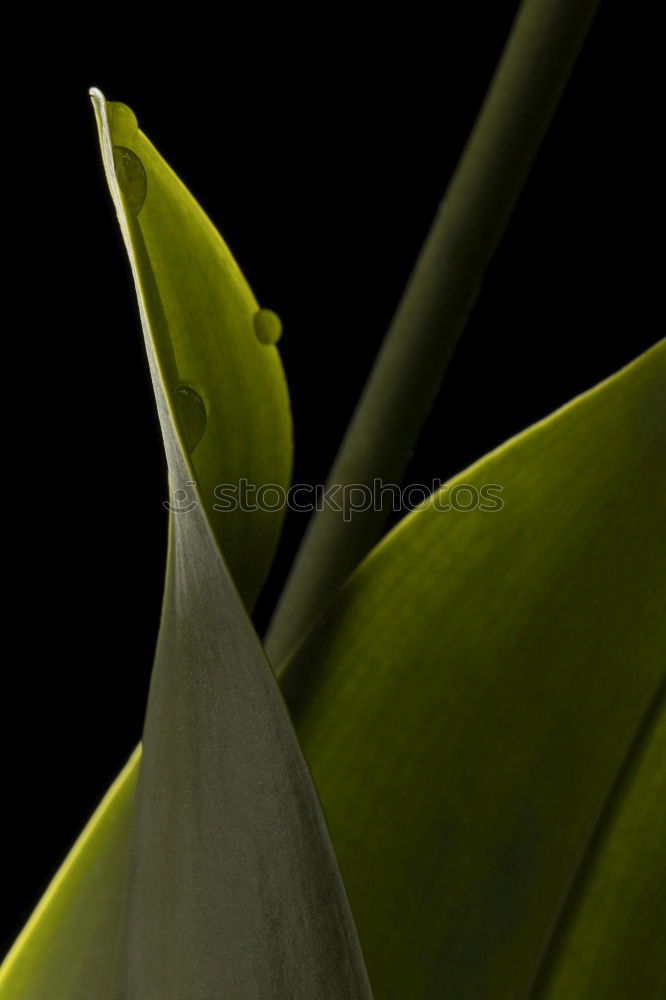 Similar – Image, Stock Photo Wilt #2 Tulip Blossom