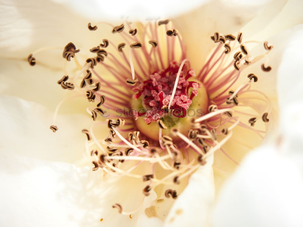 Similar – Clematis; clematis; forest vine; climber,